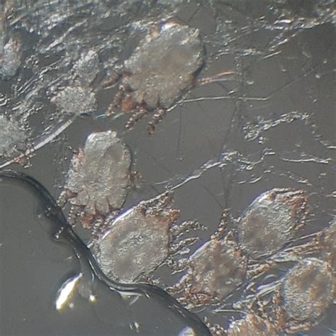 caparinia tripilis inaturalist