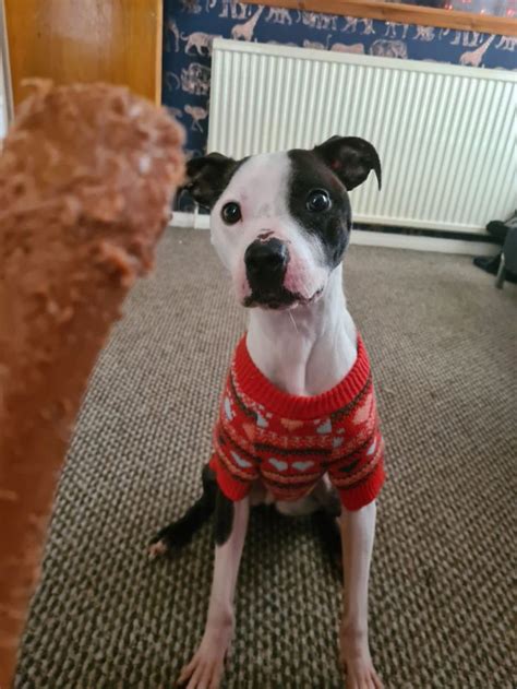 Milo S Success Story Staffie Stray Rescue