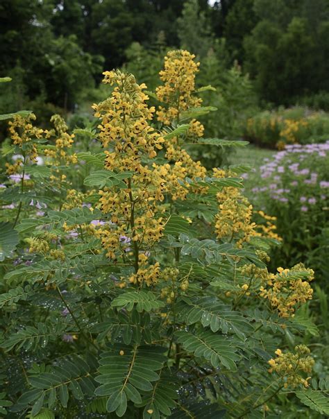 Senna / Senna hebecarpa - Keystone Flora