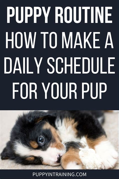 Puppy routine how to make a daily schedule for your puppy – Artofit