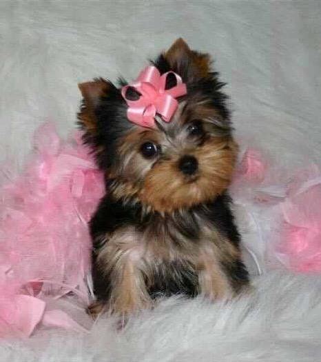 Teacup Yorkies For Under 300 Dollars For Sale United States Pets 4