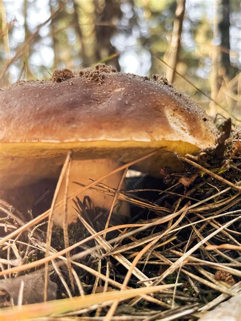 Premium Photo | A large white mushroom in early autumn a large white ...