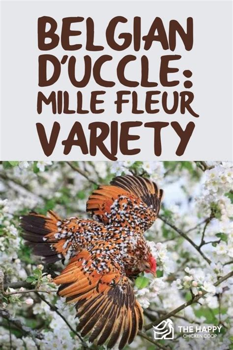 Belgian DUccle Mille Fleur Variety Egg Laying And More