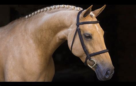 Palomino Buckskin Andalusian Horse : Amazon Com Collecta Lusitano ...