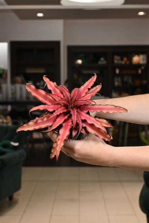 Cryptanthus Red Earth Star – Lost in the Forrest