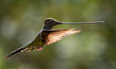 A hummingbird flapping its wings in the air photo – Bird Image on Unsplash