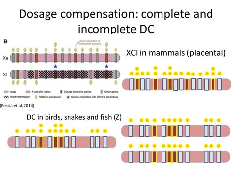 Dosage Compensation Drosophila Melanogaster Online Presentation