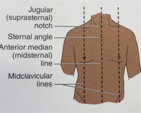 Surface Anatomy Of The Trunk Flashcards Quizlet