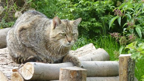 Wildkatze kehrt ins Eggegebirge zurück nw de