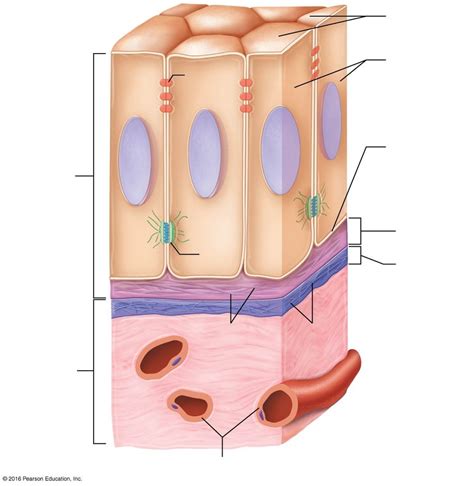 Chapter 4 Structure Of Epithelial Tissue Diagram Quizlet