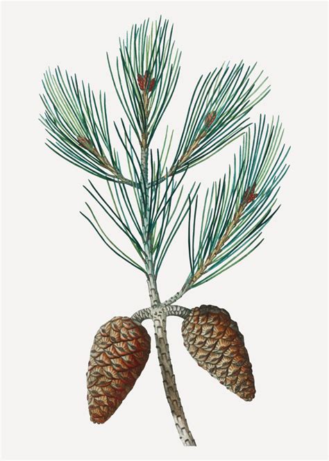 Pine Tree Sketch at PaintingValley.com | Explore collection of Pine ...