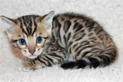 Leopard Kittens The Most Amazing Creatures On The Earth Its Cute