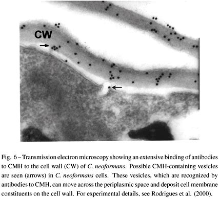 SciELO Brasil Structure And Biological Functions Of Fungal