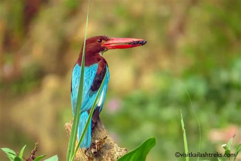 Birdwatching Holidays Archives Visit Kailash Treks