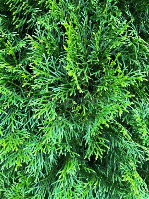 Close Up Of Thuja Branches Green Leaves Of Thuja Tree Stock Photo