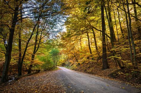 Forest Autumn Leaves Path - Free photo on Pixabay