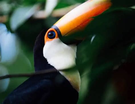 12 Toucan Facts You Should Know About These Vibrant Birds