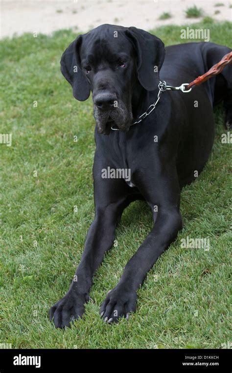 German Mastiff Hi Res Stock Photography And Images Alamy