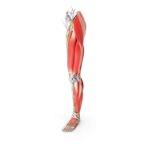 Human Male Leg Anatomy, 3D - Envato Elements