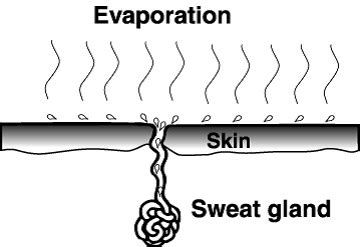 13 Everyday Life Examples of Evaporation – StudiousGuy