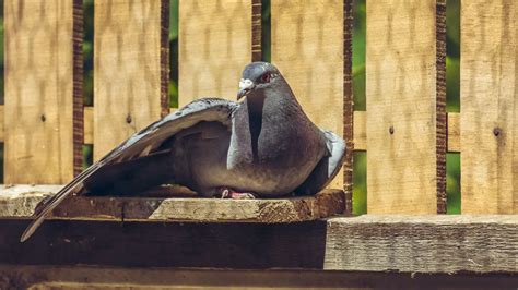 The Anatomy And Physiology Of Racing Pigeons