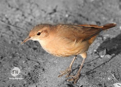 Bird's Lifestyle: Rufous Hornero - National Bird of Argentina