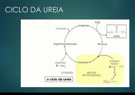 Mapas Mentais Sobre Ciclo Da Ureia Study Maps