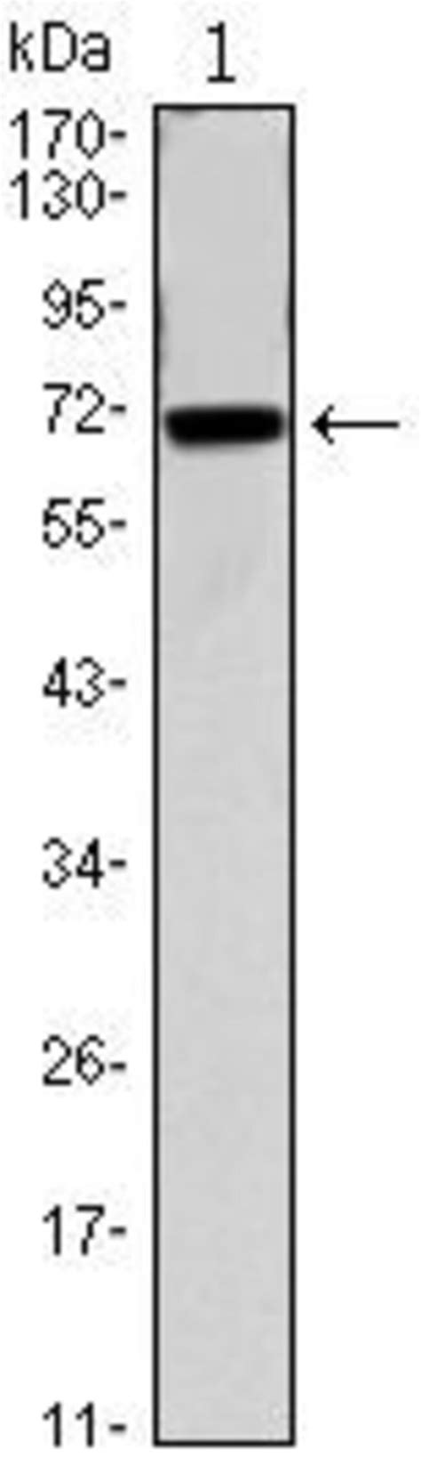 Cdc27 Monoclonal Antibody 5C12 Invitrogen 100 μL Unconjugated