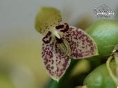 Orchideen Hoya Wachsblume Und Orchideenzubeh R Im Onlineshop