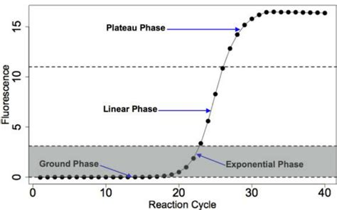 An Example Of A Rt Qpcr Amplification Plot Showing The Four Phases Of A