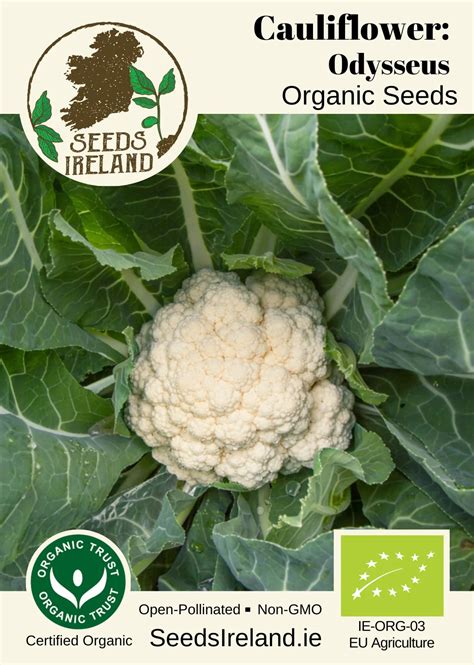 Odysseus Heirloom Cauliflower Seeds Ireland Organic Vegetable Seed