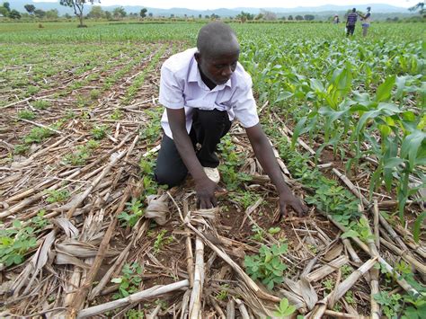 Sustaining Conservation Agriculture Initiatives Lessons From Malawi Cimmyt