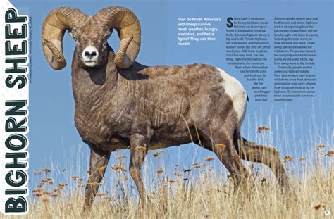 Bighorn Sheep - NWF | Ranger Rick