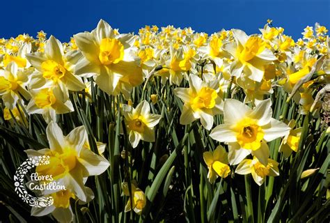 Narciso Características Cómo Plantar Cuidados Y Tipos Flores Castillón