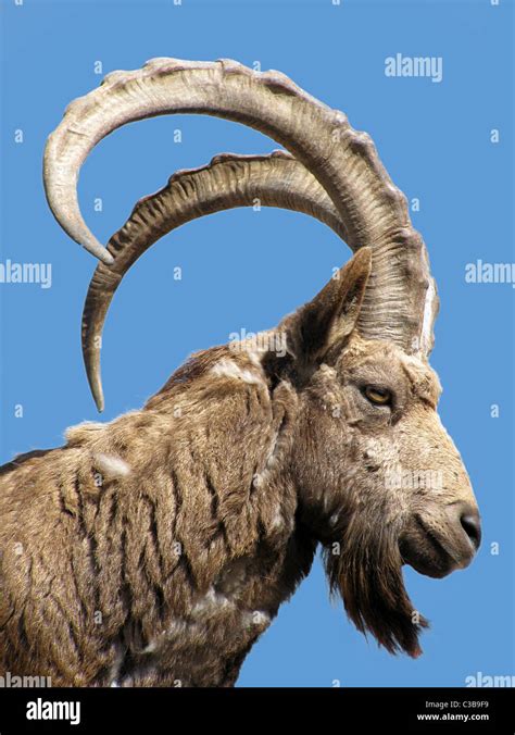 Wild Goat Head Over Blue Sky Stock Photo Alamy