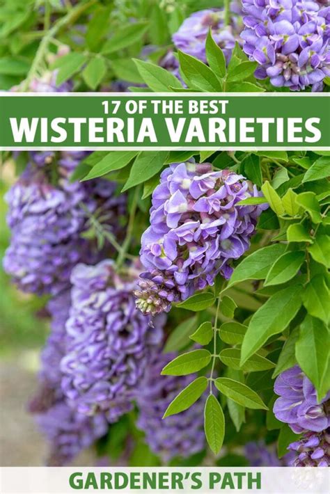 Of The Best Wisteria Varieties Gardeners Path