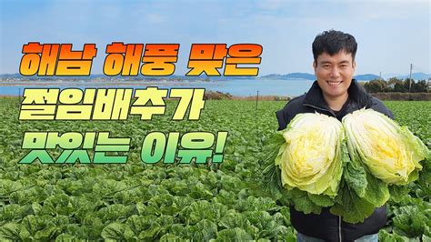 해남 절임배추 맛있는이유 절임배추 20kg 몇포기 일까 보관방법 물빼는 시간 양념 노하우까지 모든걸 공개 합니다 Youtube