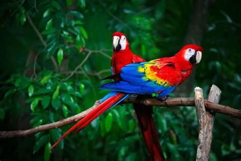 Complete A to Z List of All Types of Parrots | Birds Coo