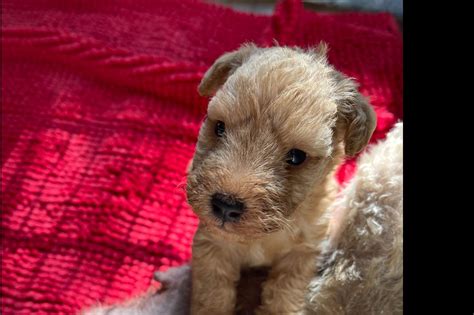 Lakeland Terrier Puppies For Sale