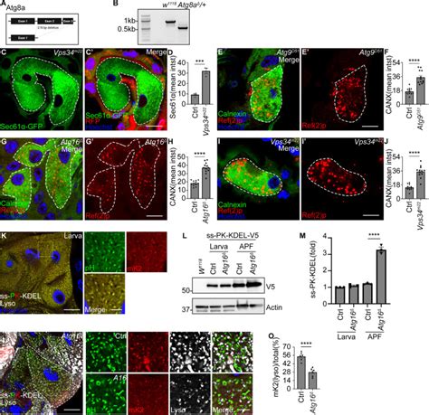 Pink Keap And Rtnl Regulate Selective Clearance Of Endoplasmic