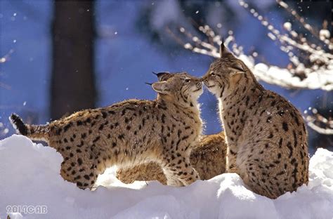 Testclod Lynx Dans La Neige