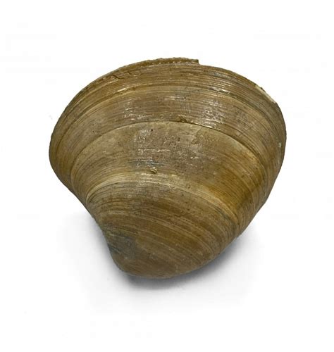 Fossils For Sale | Fossils-UK.com | Late Eocene Fossil Shell from Headon Beds, Isle of Wight ...