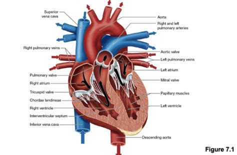 ExPhys Exam 3 Flashcards Quizlet