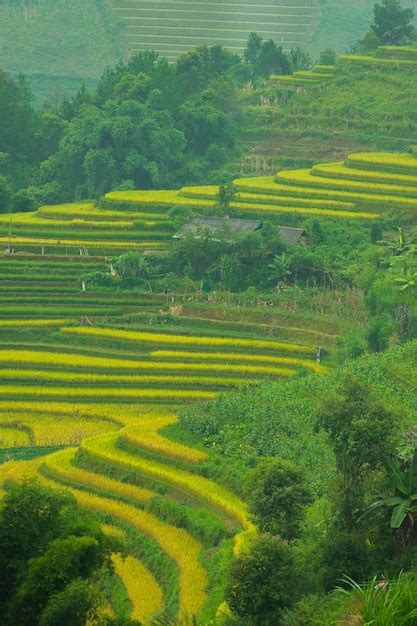 Premium Photo Aerial View Of Golden Rice Terraces At Mu Cang Chai