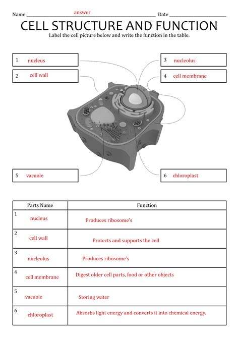 Cell Structures And Functions Worksheet