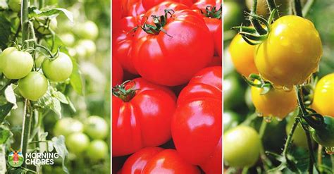 15 of the Absolute Best Tomato Varieties You Should Plant in Your Garden