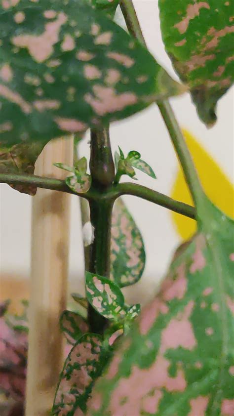 small white   polkadot plant rplantclinic