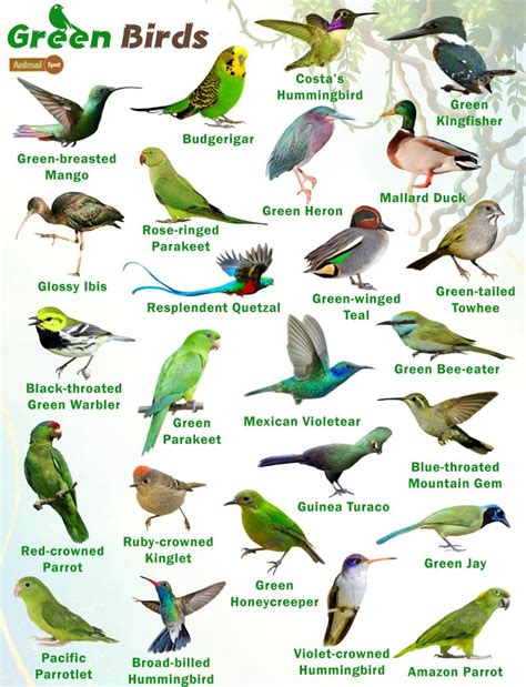 Green Birds – Facts, List, Pictures