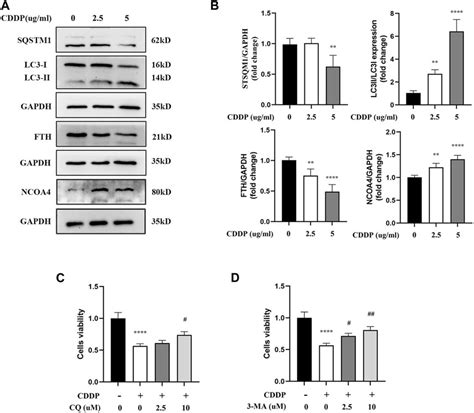 Frontiers Myricitrin Inhibited Ferritinophagy Mediated Ferroptosis In