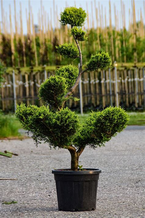 Gelbe Baumzypresse Bonsai Pompon Cupressocyparis Leylandii